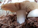 Russula dissimulans image