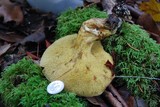 Suillus pseudobrevipes image