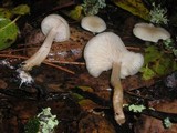 Clitocybe fragrans image
