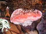 Hydnellum peckii image