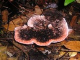 Hydnellum peckii image