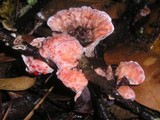 Hydnellum peckii image