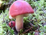Russula peckii image