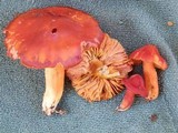 Hygrocybe punicea image
