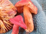 Hygrocybe punicea image