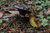 Gomphidius oregonensis image