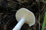 Hygrophorus eburneus image