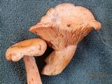 Lactarius thyinos image