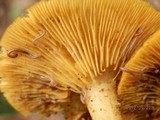 Tricholomopsis decora image