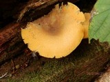 Tricholomopsis decora image