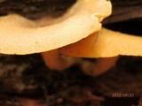 Tricholomopsis decora image