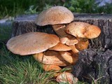 Gymnopilus ventricosus image