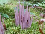 Alloclavaria purpurea image