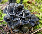 Polyozellus atrolazulinus image