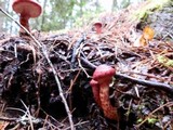 Suillus spraguei image