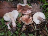 Lepiota subincarnata image