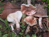 Lepiota subincarnata image