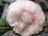 Lepiota subincarnata image