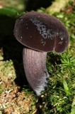 Tylopilus alboater image