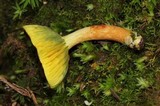 Phylloporus rimosus image