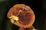 Phylloporus rimosus image