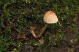 Mycena nebula image