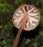 Mycena nebula image