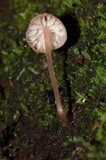 Mycena nebula image