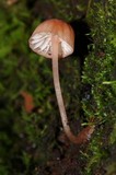 Mycena nebula image