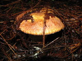 Suillus caerulescens image