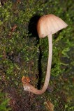 Mycena nebula image