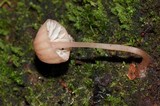 Mycena nebula image