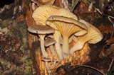 Chrysomphalina strombodes image
