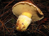 Suillus caerulescens image