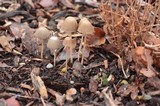 Psathyrella subhepatica image