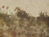 Psathyrella subhepatica image