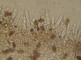 Psathyrella subhepatica image