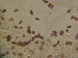 Psathyrella subhepatica image