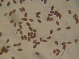 Psathyrella subhepatica image