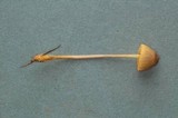 Mycena aurantiomarginata image
