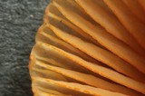 Mycena aurantiomarginata image