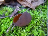 Otidea bufonia image