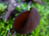 Otidea bufonia image