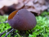 Otidea bufonia image