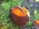 Otidea bufonia image