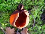 Otidea bufonia image