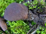 Otidea bufonia image