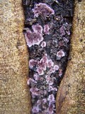 Chondrostereum purpureum image