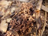 Thelephora palmata image