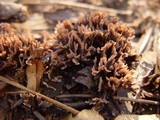 Thelephora palmata image
